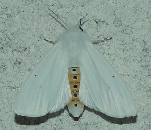 Réf. 285 944 : Spilosoma urticae